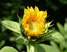 Sonnenblume-erblueht-1.JPG